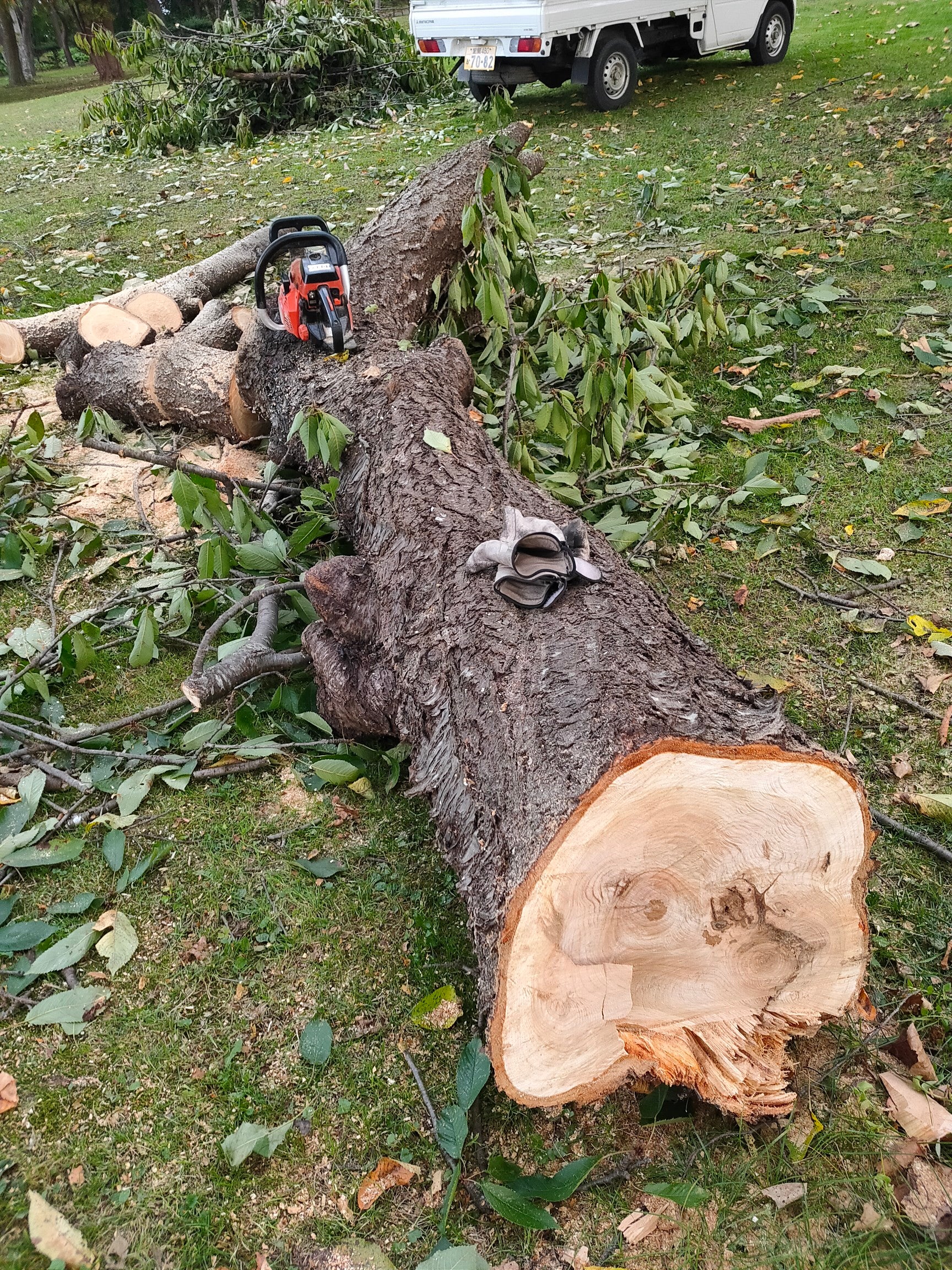 NatureWorksの紹介写真_2枚目